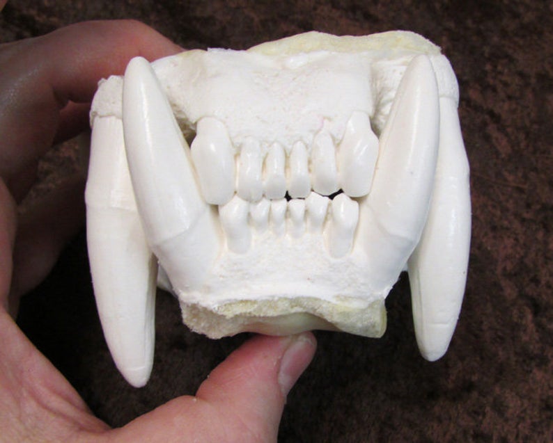 Jaguar jaws teeth cast taxidermy plastic replica 